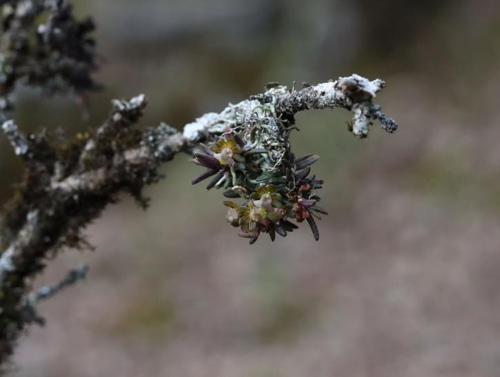 四川发现兰科新物种“九寨沟盆距兰”
