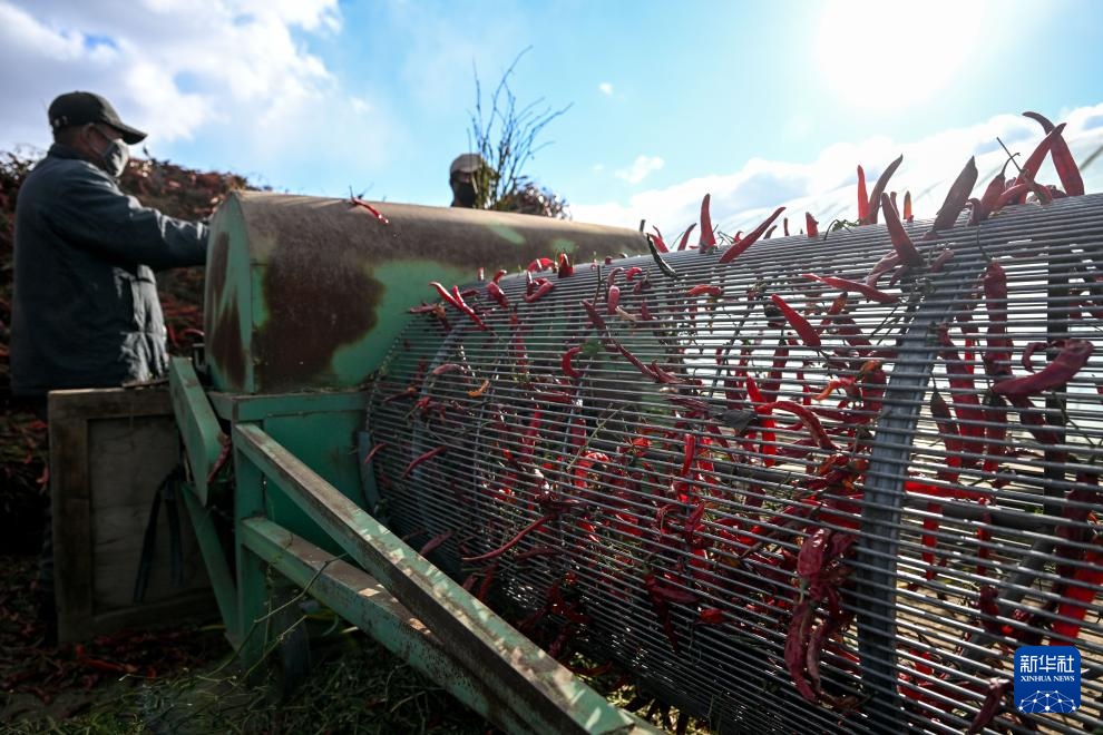 内蒙古通辽:火红干椒迎丰收 内蒙古通辽:火红干椒迎丰收