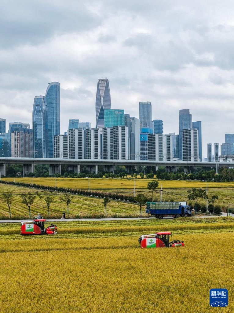 杭州金秋“稻田CBD”景观