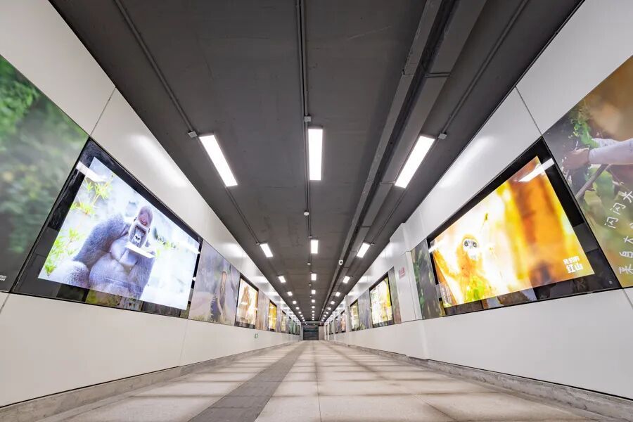 5分钟！直达红山动物园南门