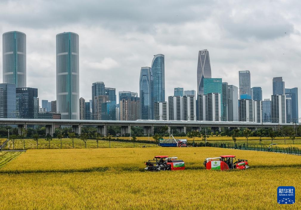 杭州金秋“稻田CBD”景观