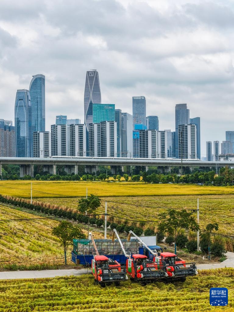 杭州金秋“稻田CBD”景观