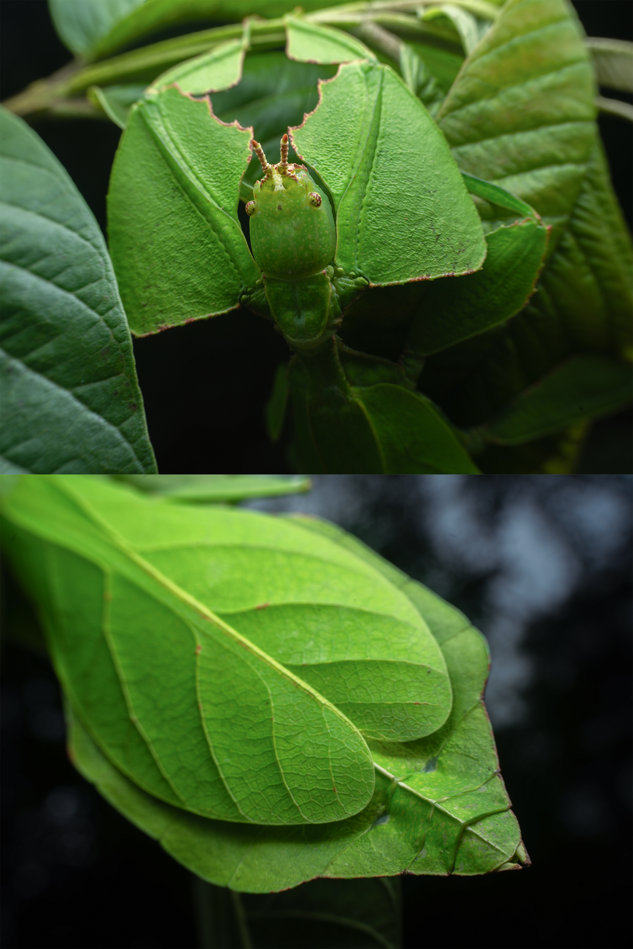 隐身能力满分，珍稀滇叶䗛现身云南铜壁关保护区