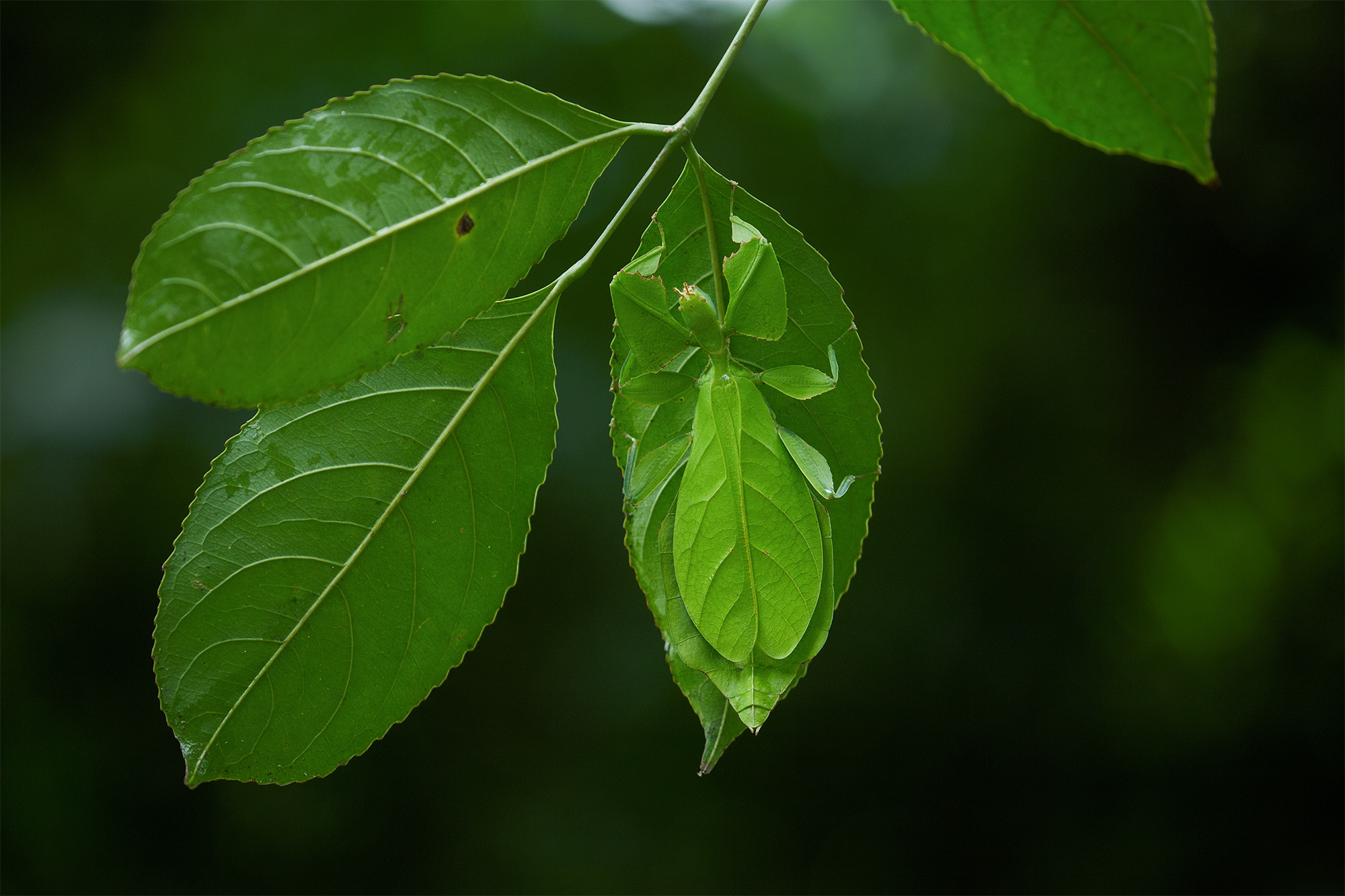 隐身能力满分，珍稀滇叶䗛现身云南铜壁关保护区