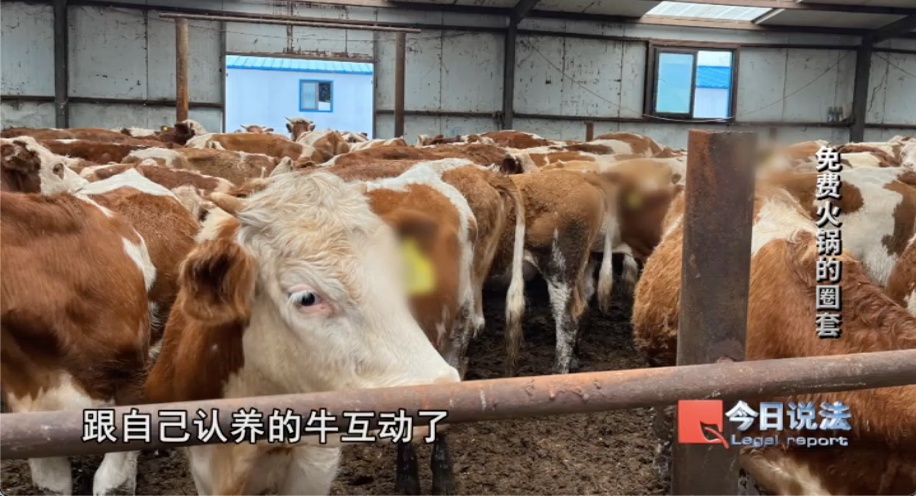 600多人被骗4200万！免费火锅牵出“云养牛”骗局