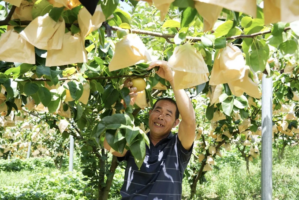 烟台农民专家扎根巫山引种秋月梨结出“致富果”