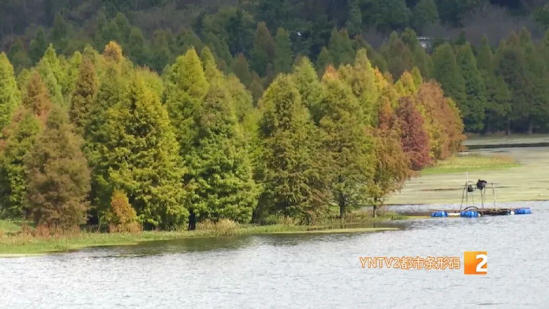 美得像油画！昆明这个热门景点即将迎来颜值巅峰！快来打卡！