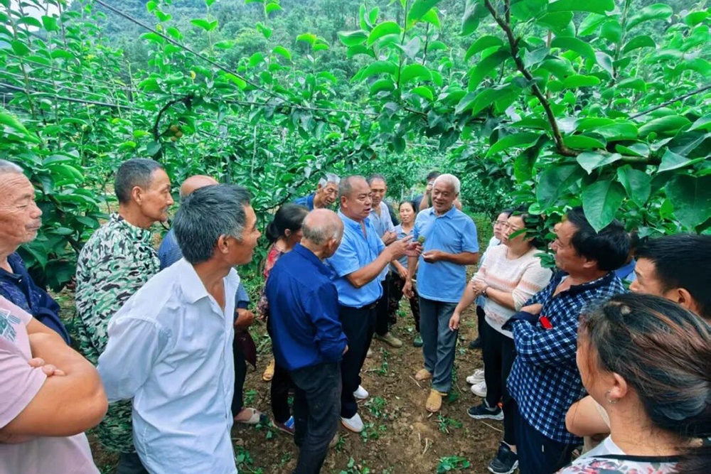 烟台农民专家扎根巫山引种秋月梨结出“致富果”