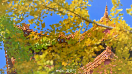 故宫角楼与秋叶同框惊艳了时光