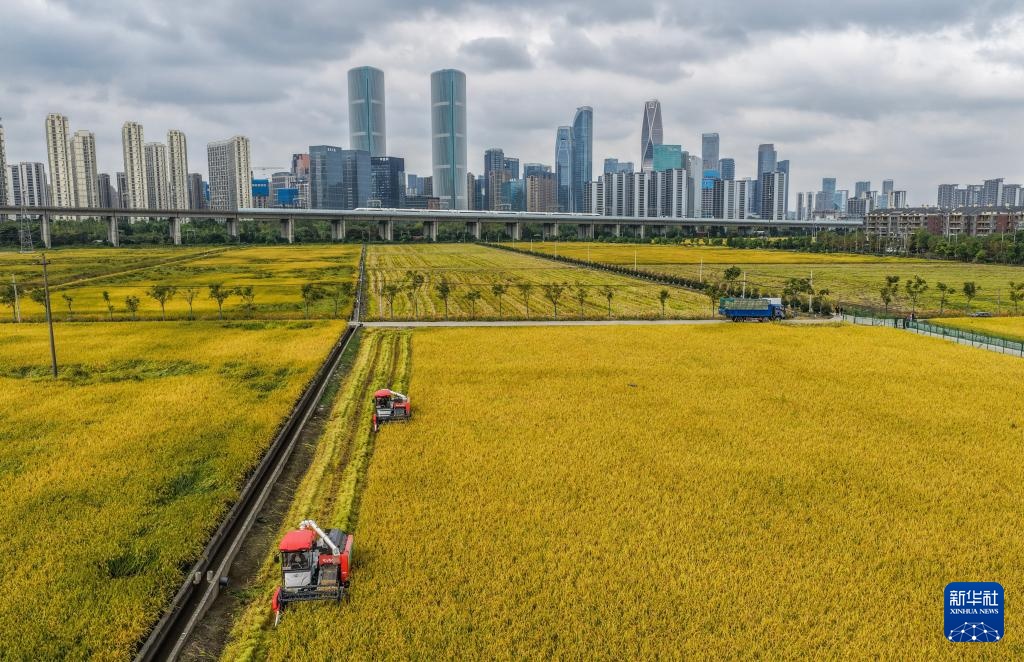 杭州金秋“稻田CBD”景观