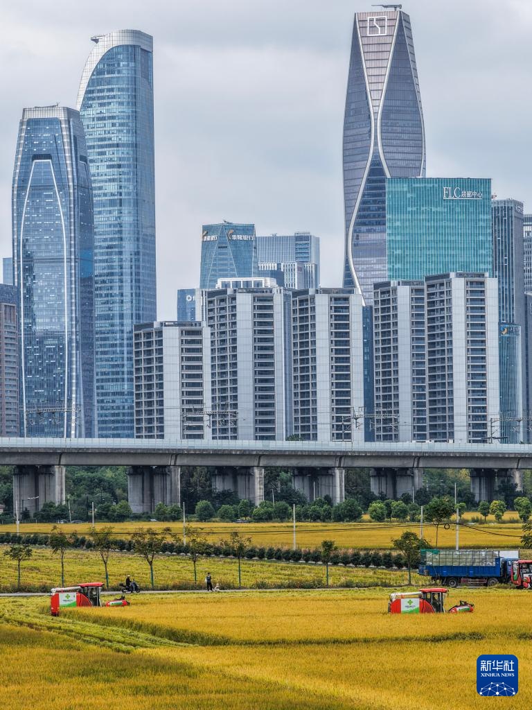 杭州金秋“稻田CBD”景观