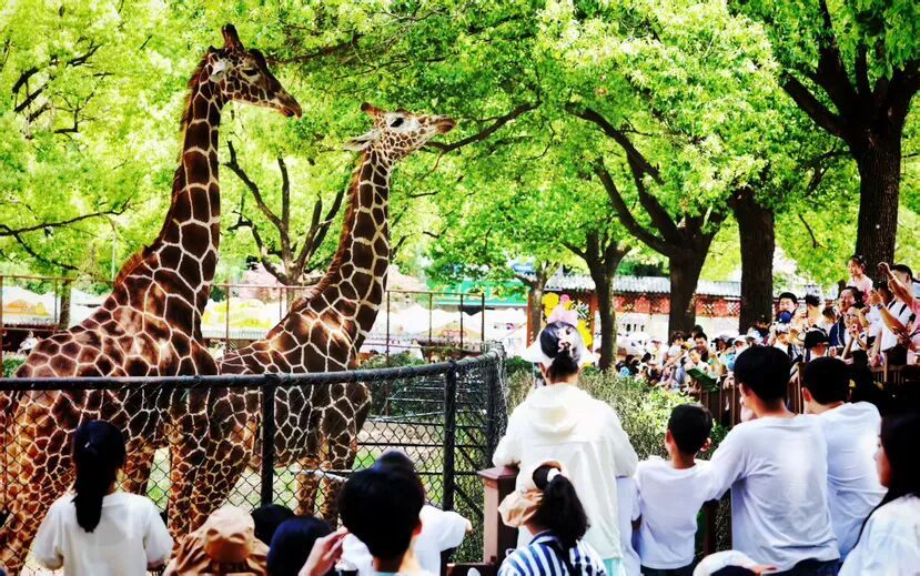 5分钟！直达红山动物园南门