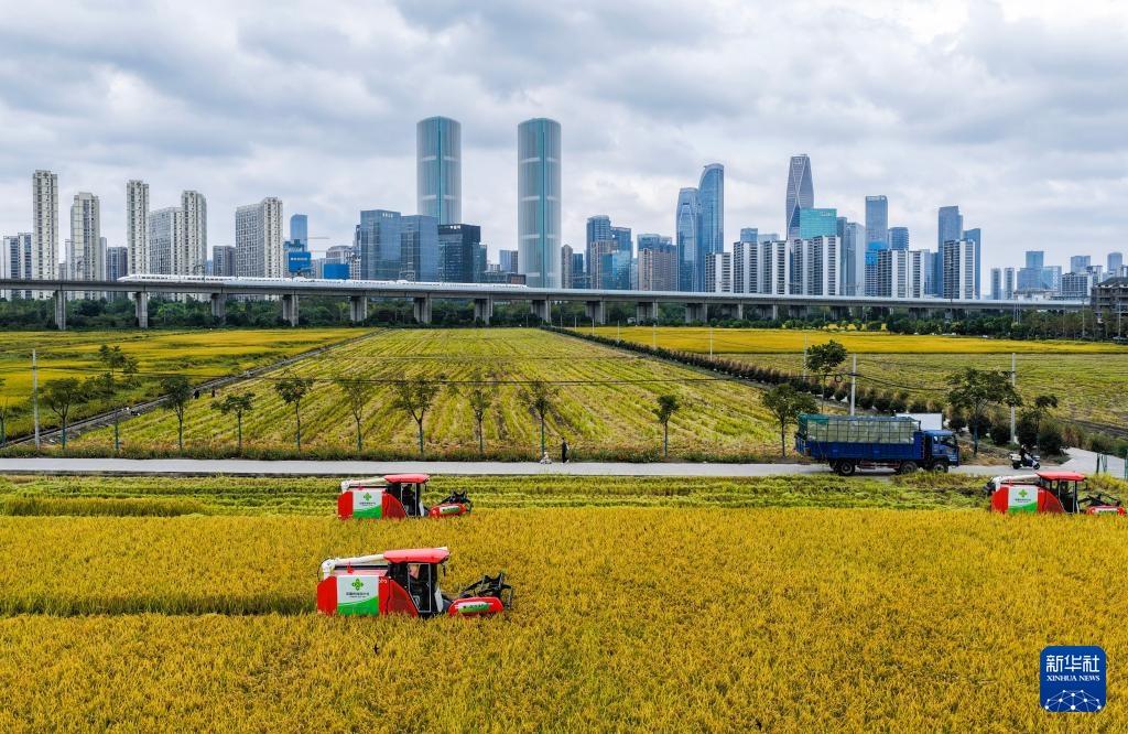 杭州金秋“稻田CBD”景观
