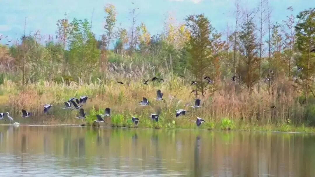 为给3万只候鸟让道，成达万高铁7条高压线“拐弯”6公里！