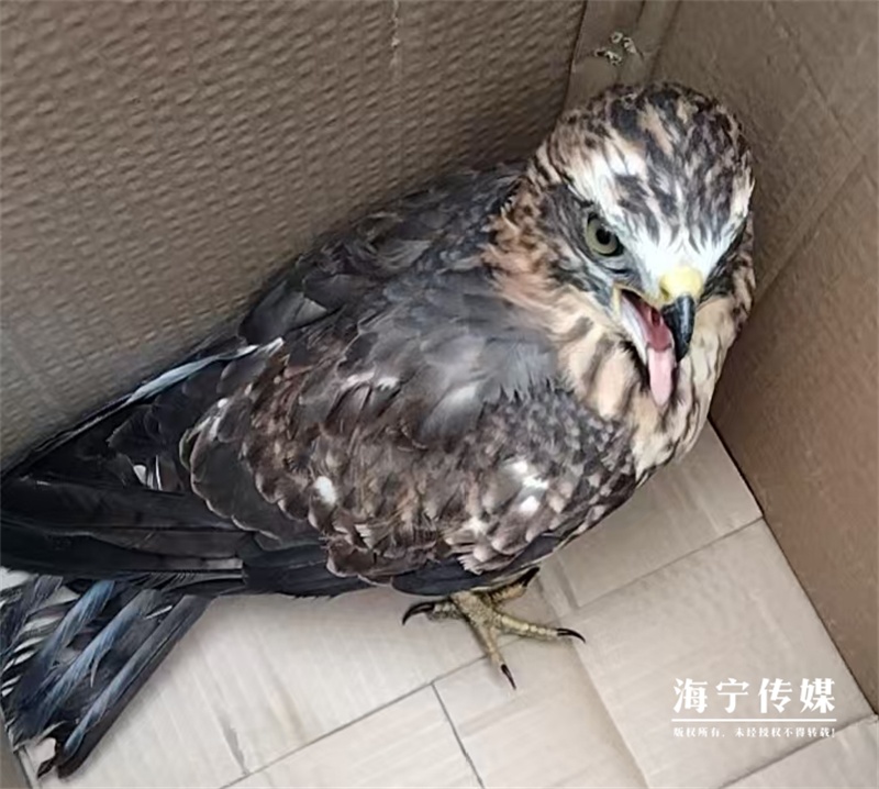 吓一跳!浙江一工厂惊现神秘动物,绝大多数人没见过 吓一跳!浙江一工厂惊现神秘动物,绝大多数人没见过