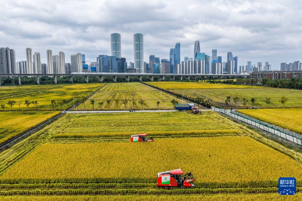 杭州金秋“稻田CBD”景观