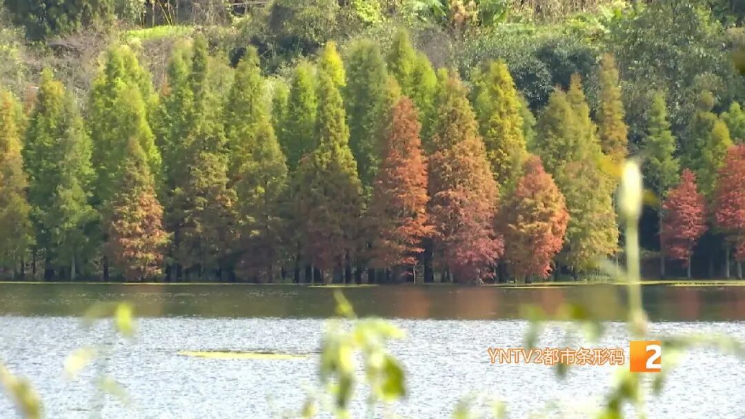 美得像油画！昆明这个热门景点即将迎来颜值巅峰！快来打卡！