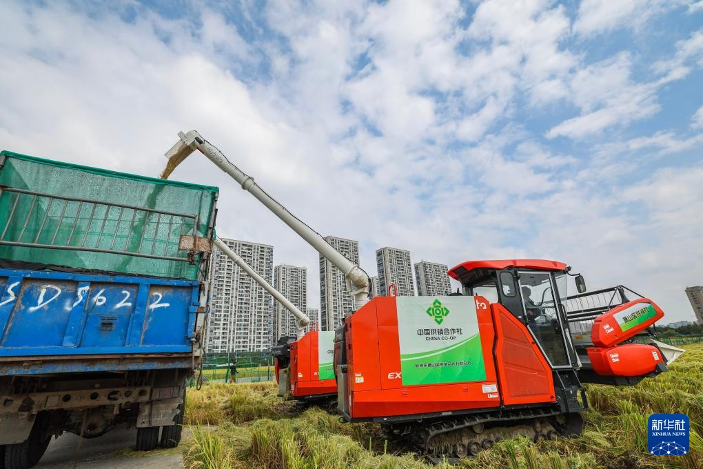 杭州金秋“稻田CBD”景观