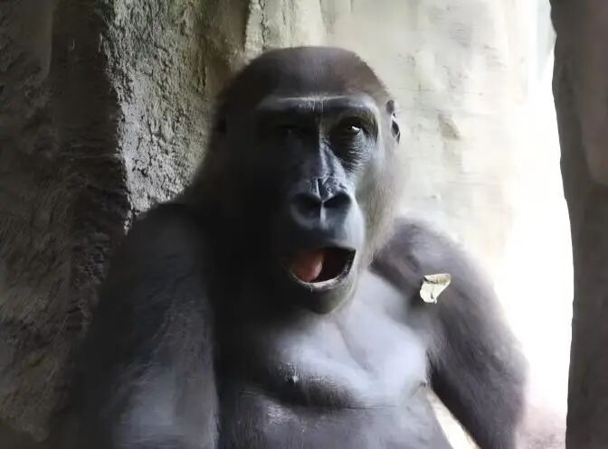 5分钟！直达红山动物园南门