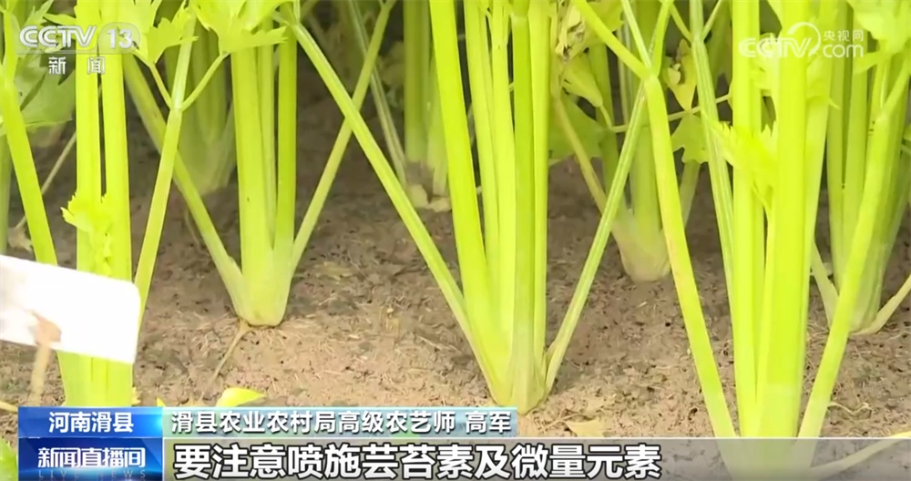 “多点发力”全力保障居民“菜篮子”供应 冬储菜价格亲民受欢迎 “多点发力”全力保障居民“菜篮子”供应 冬储菜价格亲民受欢迎