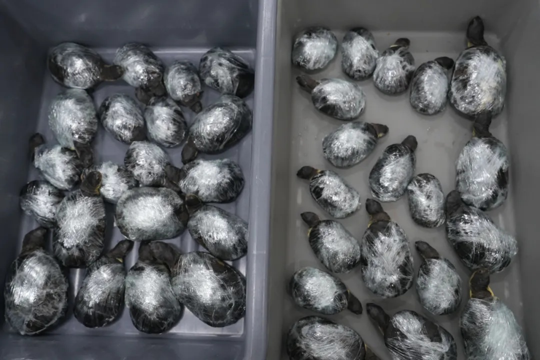 2名女子步伐僵硬,竟然在紧身裤内藏了68只活体龟! 2名女子步伐僵硬,竟然在紧身裤内藏了68只活体龟!