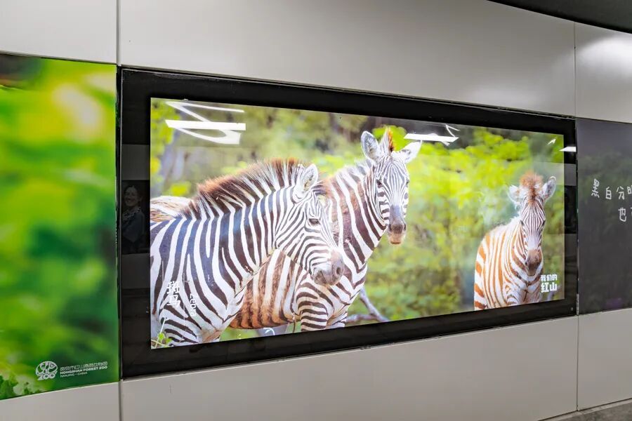 5分钟！直达红山动物园南门