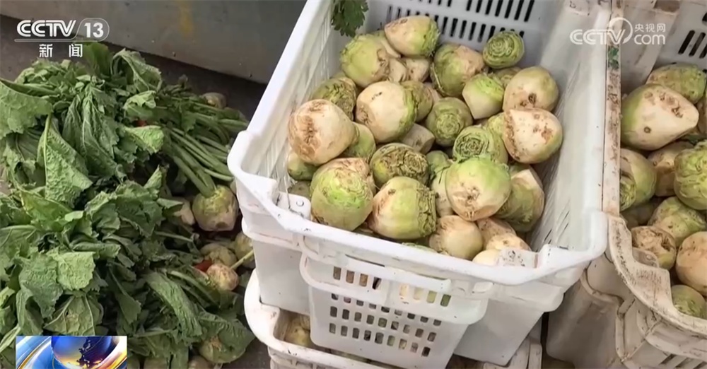 “多点发力”全力保障居民“菜篮子”供应 冬储菜价格亲民受欢迎 “多点发力”全力保障居民“菜篮子”供应 冬储菜价格亲民受欢迎