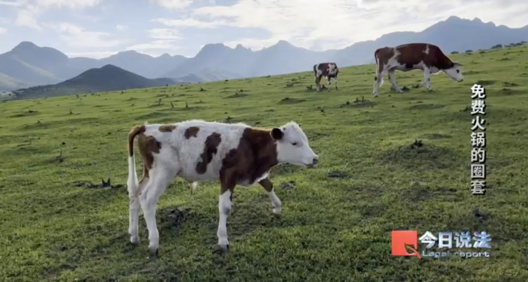 免费火锅牵出“云养牛”骗局，600多名老人被骗约4200万元！