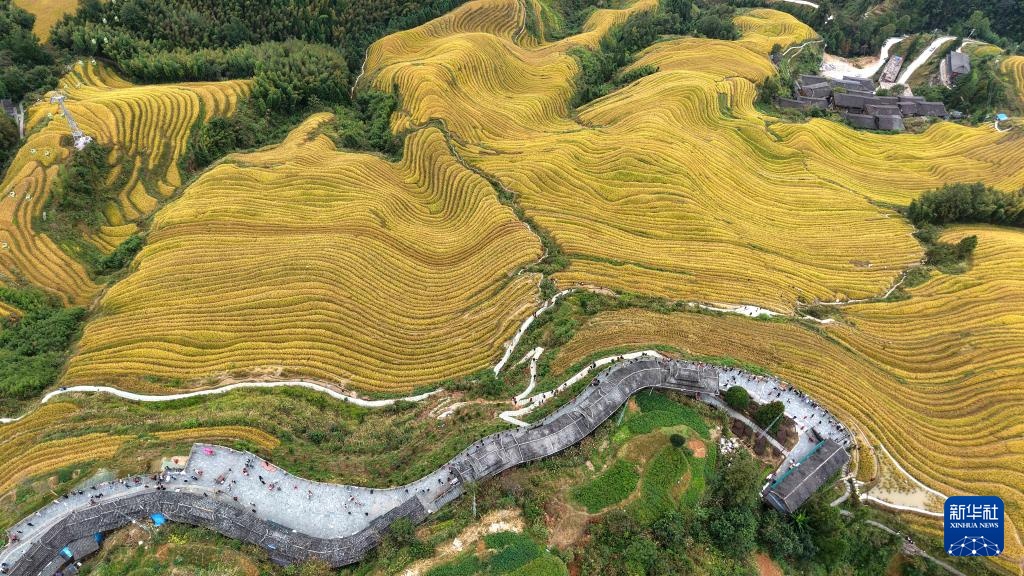 广西龙胜：金秋梯田美如画