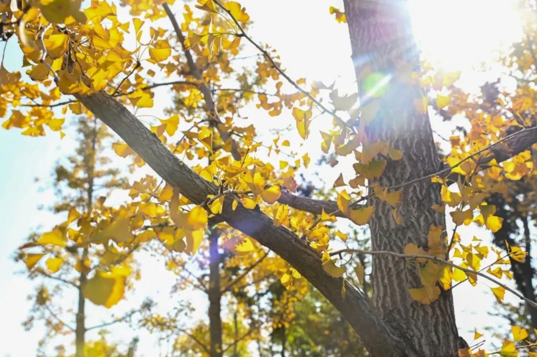 河南银杏进入“颜值巅峰”！错过再等一年