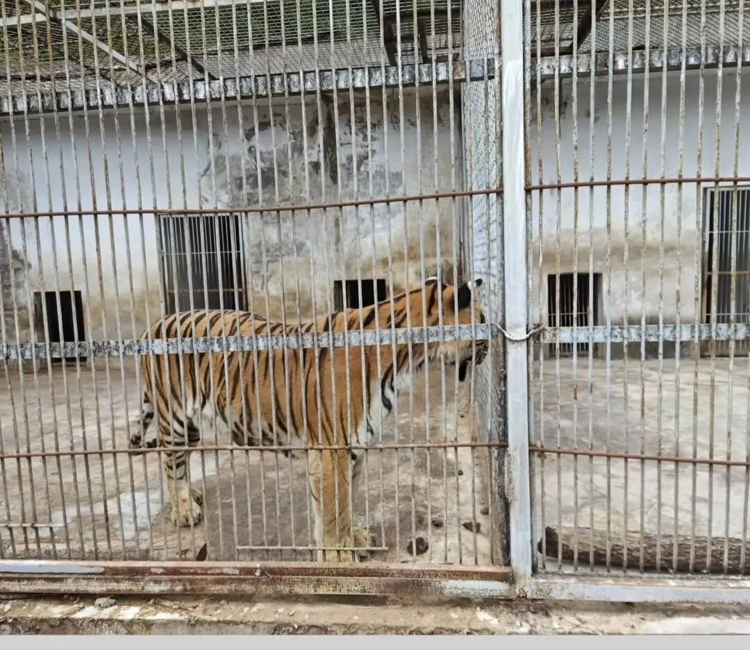 贵州本地人都不知道的动物园火了！网友：原始风，动物很多