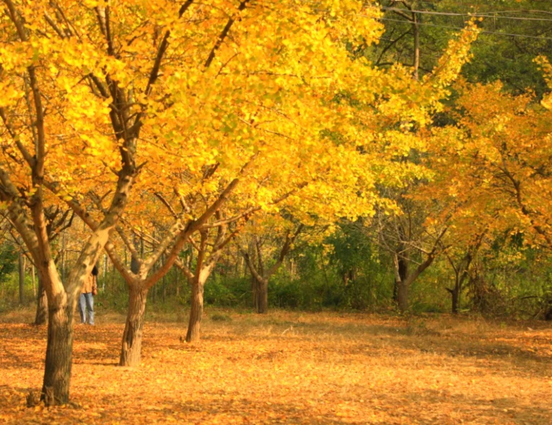 河南银杏进入“颜值巅峰”！错过再等一年