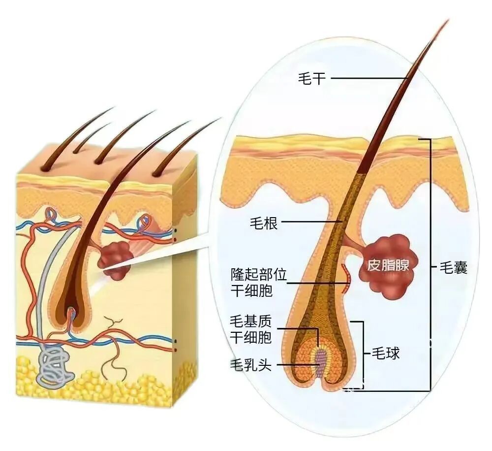 头发白了,还能再黑回去吗? 头发白了,还能再黑回去吗?