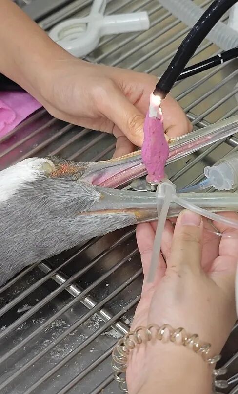 武汉一动物园丹顶鹤误食许愿池硬币,兽医用吸铁石“吸”出 武汉一动物园丹顶鹤误食许愿池硬币,兽医用吸铁石“吸”出