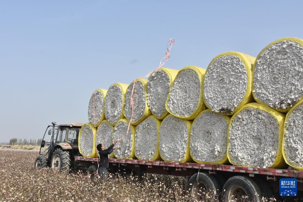 新疆:棉海丰收忙 新疆:棉海丰收忙