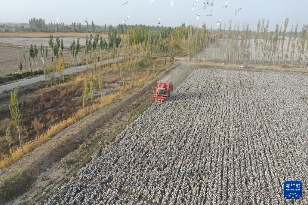 新疆:棉海丰收忙 新疆:棉海丰收忙