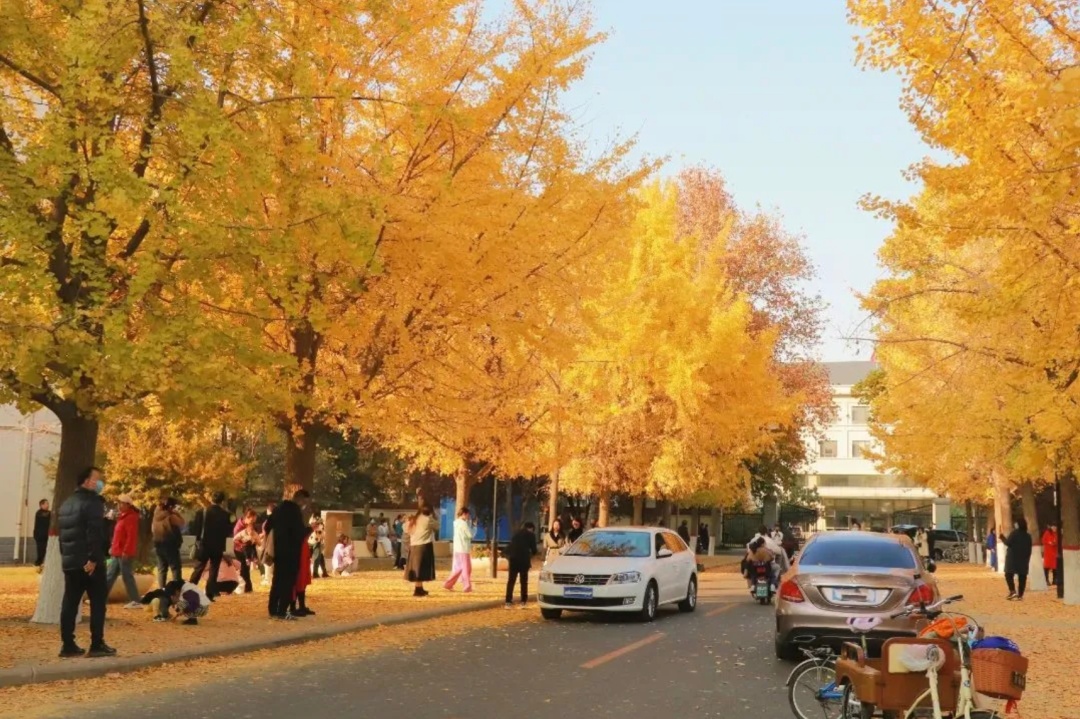 河南银杏进入“颜值巅峰”！错过再等一年