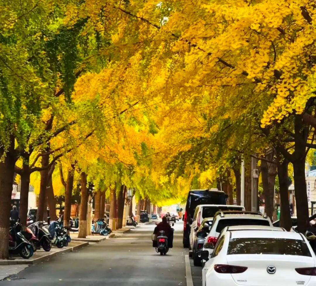 河南银杏进入“颜值巅峰”！错过再等一年