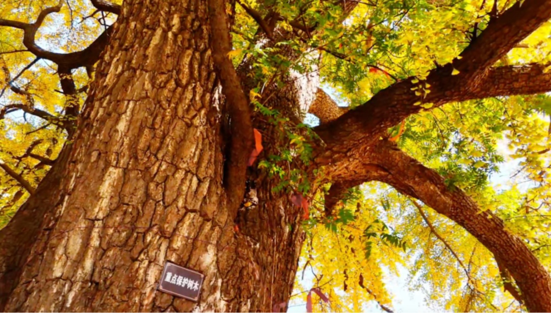 河南银杏进入“颜值巅峰”！错过再等一年