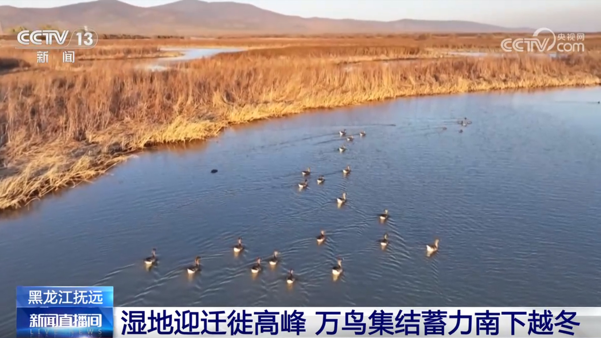 各地湿地成迁徙候鸟“能量补给站” 吃饱了再去南方越冬 各地湿地成迁徙候鸟“能量补给站” 吃饱了再去南方越冬