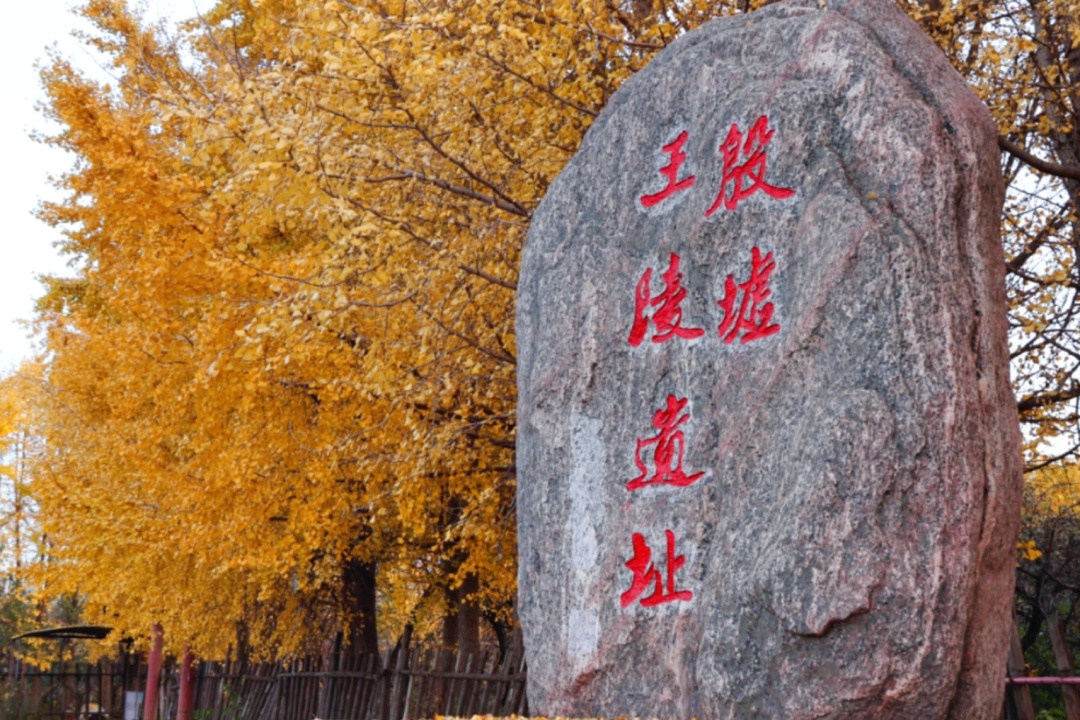 河南银杏进入“颜值巅峰”！错过再等一年