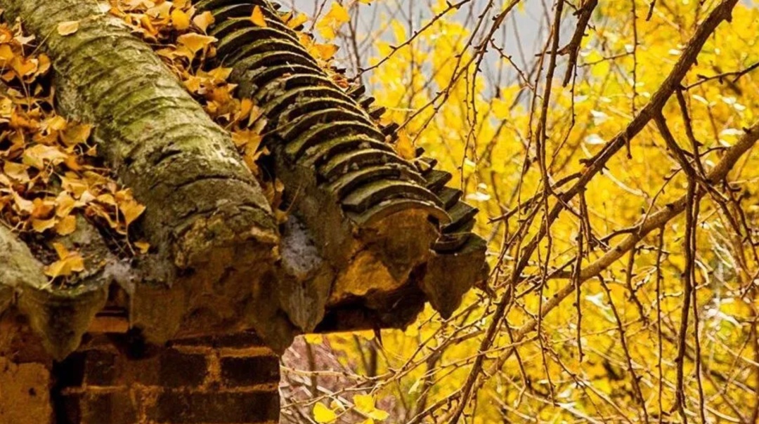 河南银杏进入“颜值巅峰”！错过再等一年