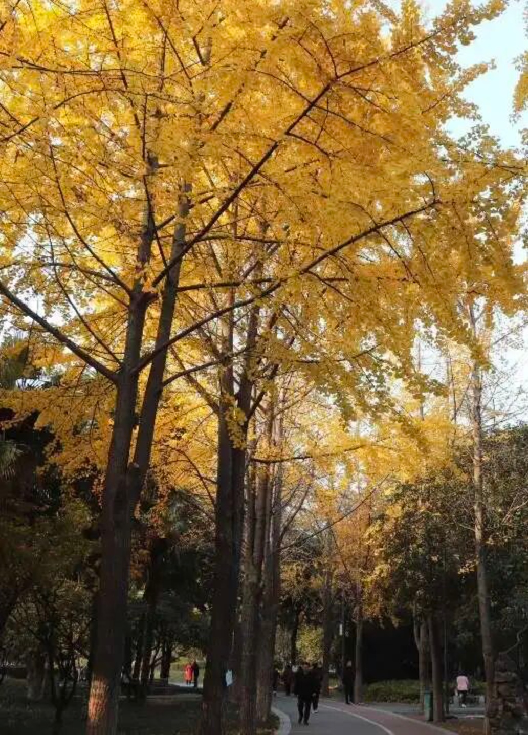 河南银杏进入“颜值巅峰”！错过再等一年