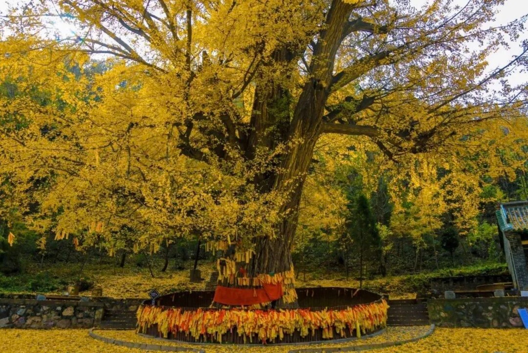 河南银杏进入“颜值巅峰”！错过再等一年
