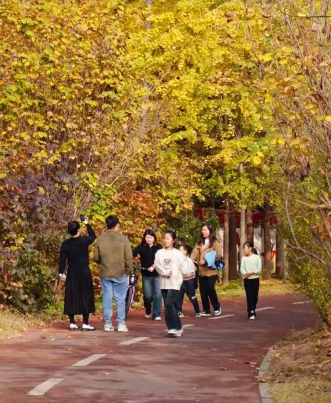 河南银杏进入“颜值巅峰”！错过再等一年