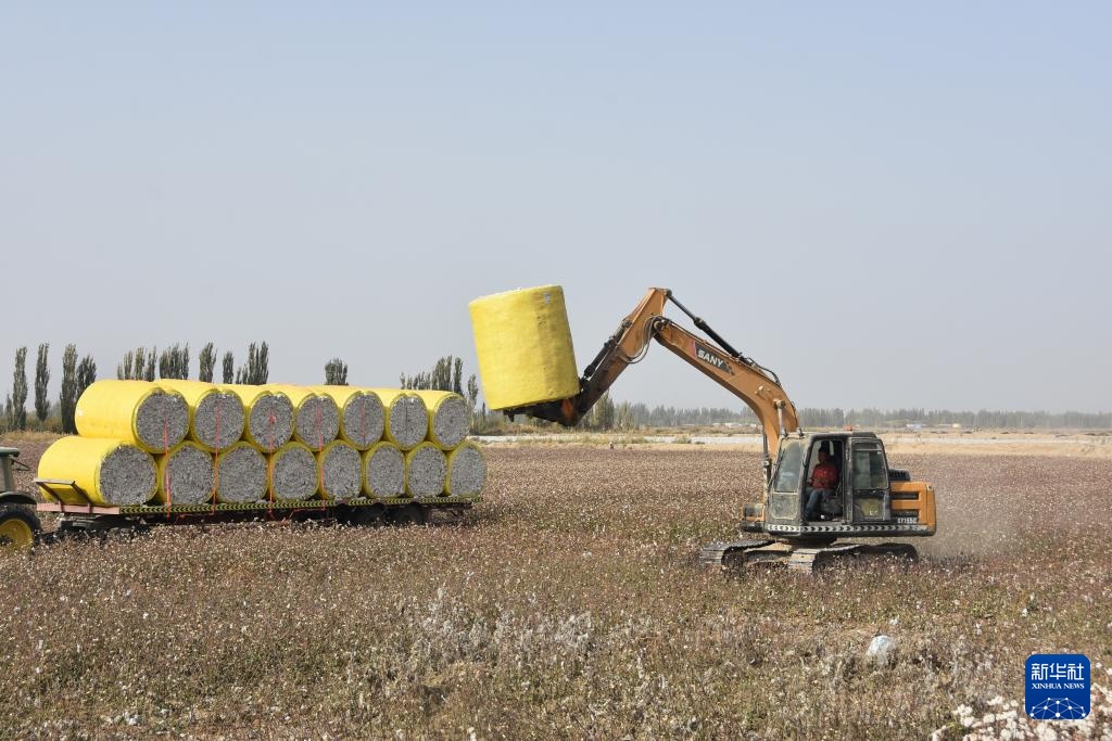 新疆:棉海丰收忙 新疆:棉海丰收忙