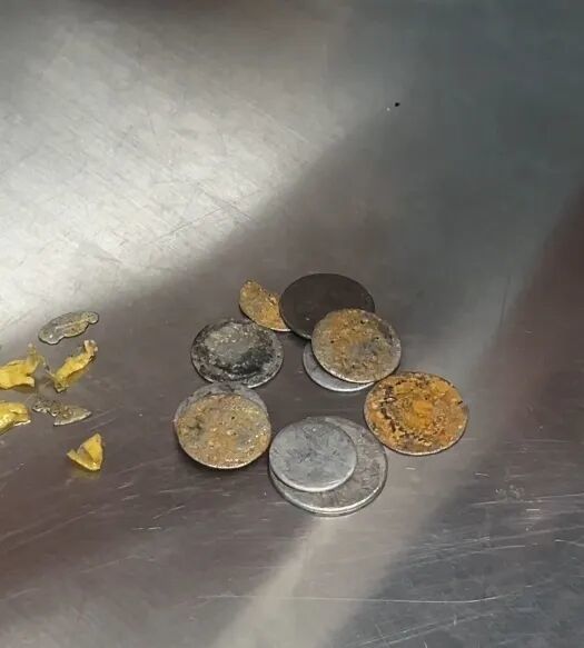 丹顶鹤误食许愿池硬币，兽医用吸铁石“吸”出来