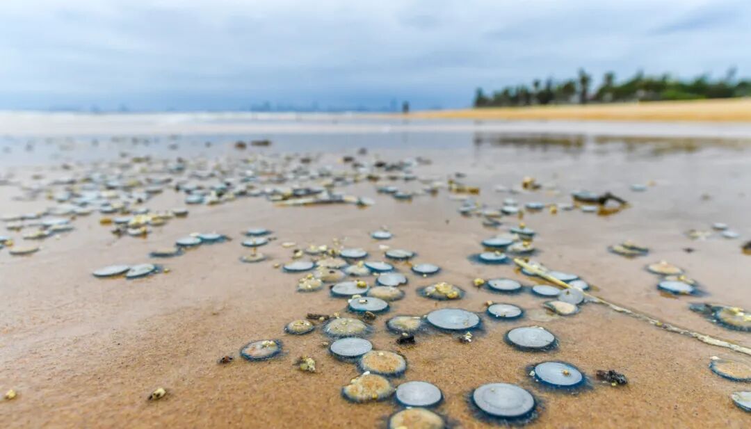 有毒，别摸！海口西海岸一带出现银币水母