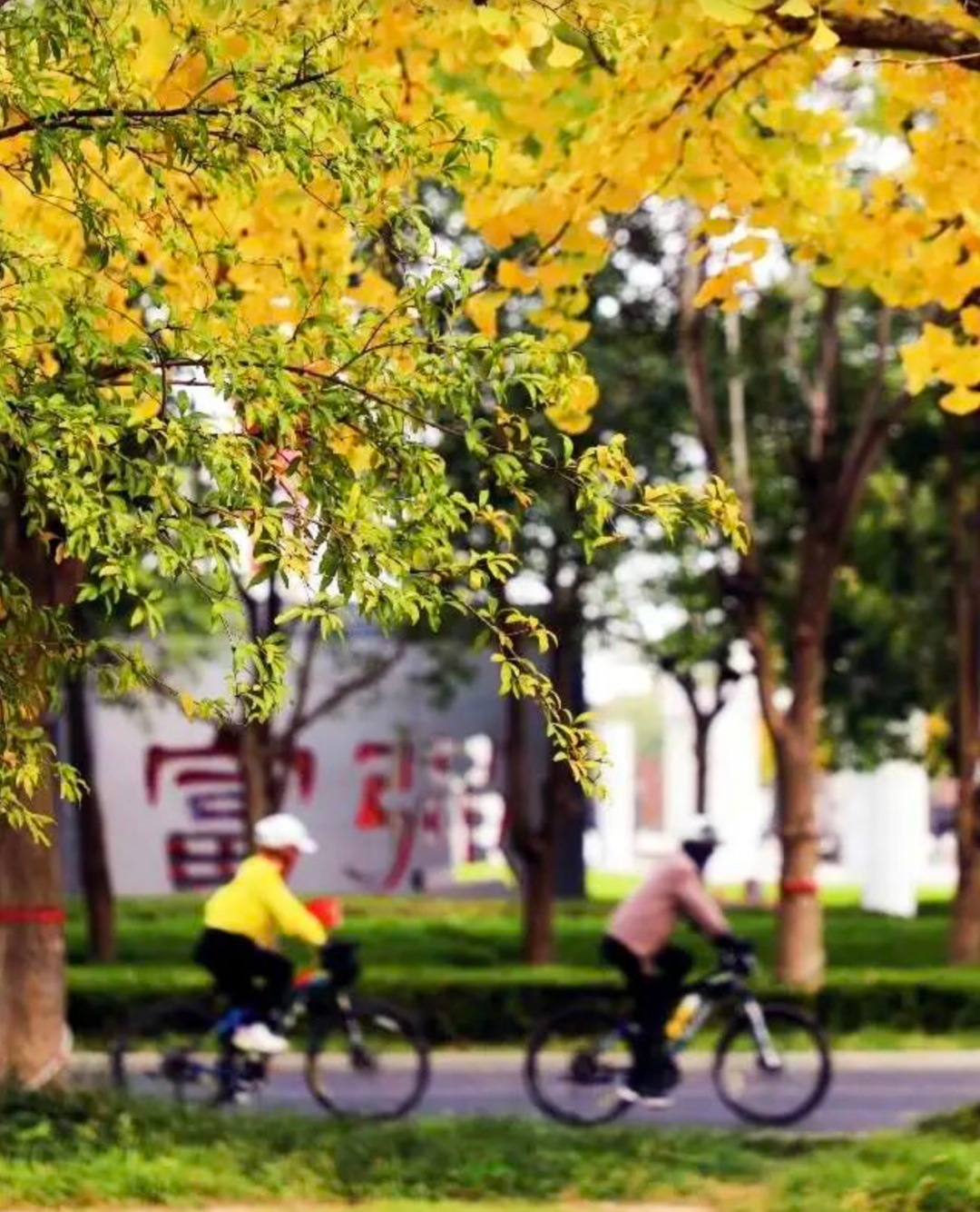 河南银杏进入“颜值巅峰”！错过再等一年