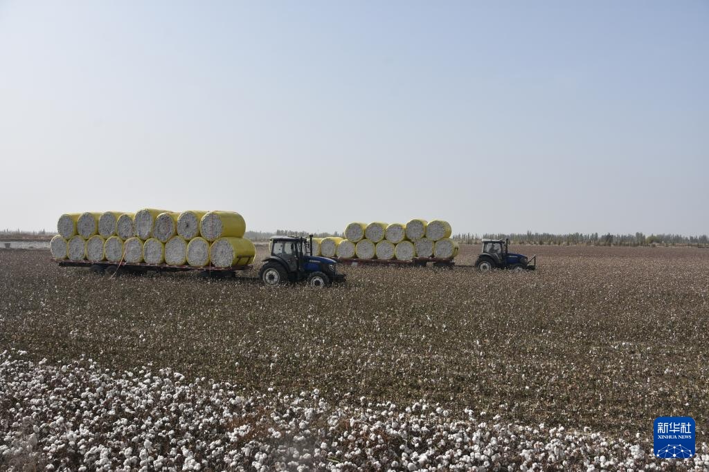 新疆:棉海丰收忙 新疆:棉海丰收忙